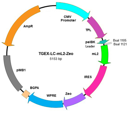 TEGX-LC-mL2-Zeo map